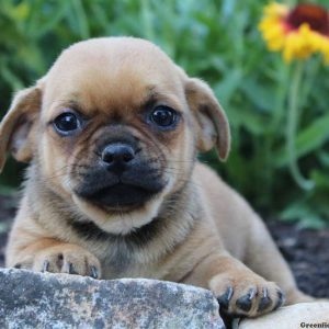 Jack, Jug Puppy