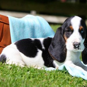 Jack, Basset Hound Puppy