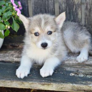 Jack, Pomsky Puppy