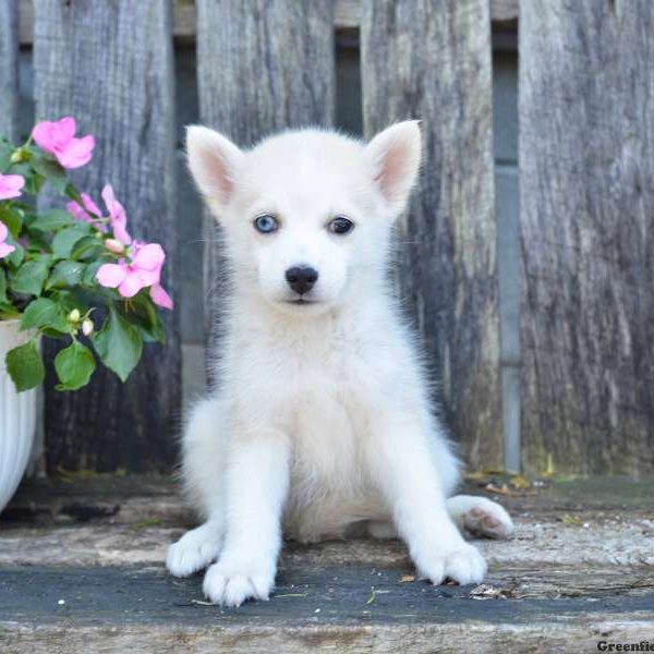 Jackson, Pomsky Puppy