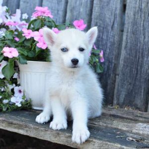 Jackson, Pomsky Puppy