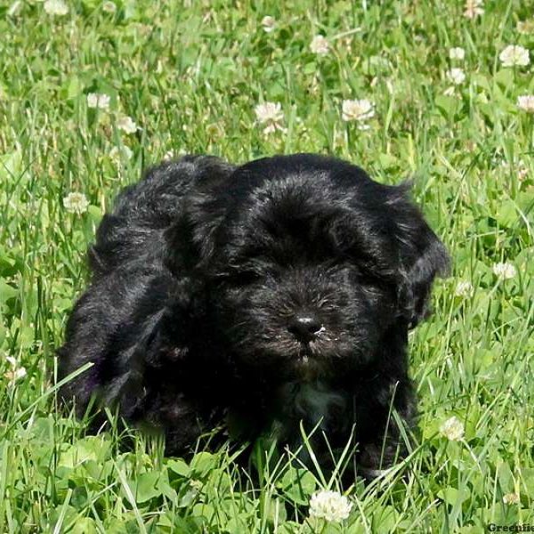 Jacob, Shih-Poo Puppy