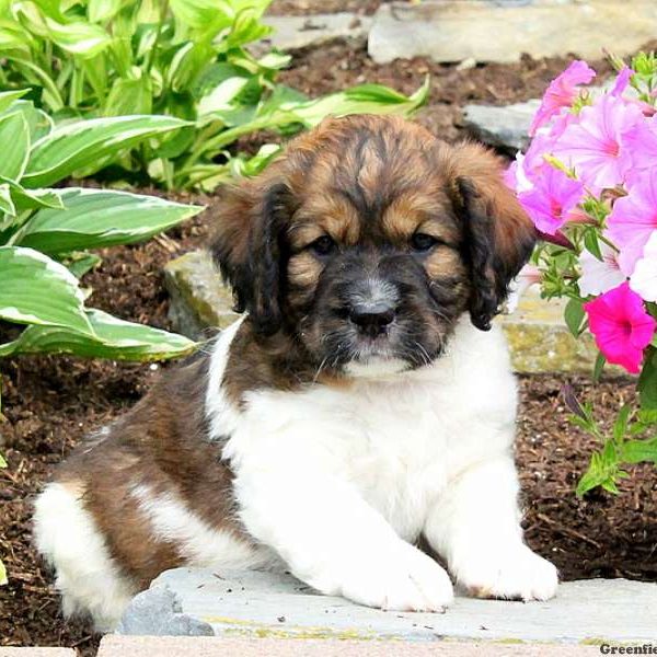 Jacob, English Springer Spaniel Mix Puppy