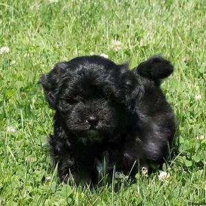 Jacob, Shih-Poo Puppy