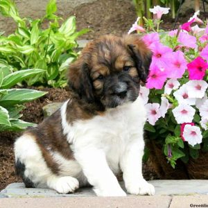 Jacob, English Springer Spaniel Mix Puppy