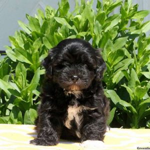 Jacob, Shih-Poo Puppy