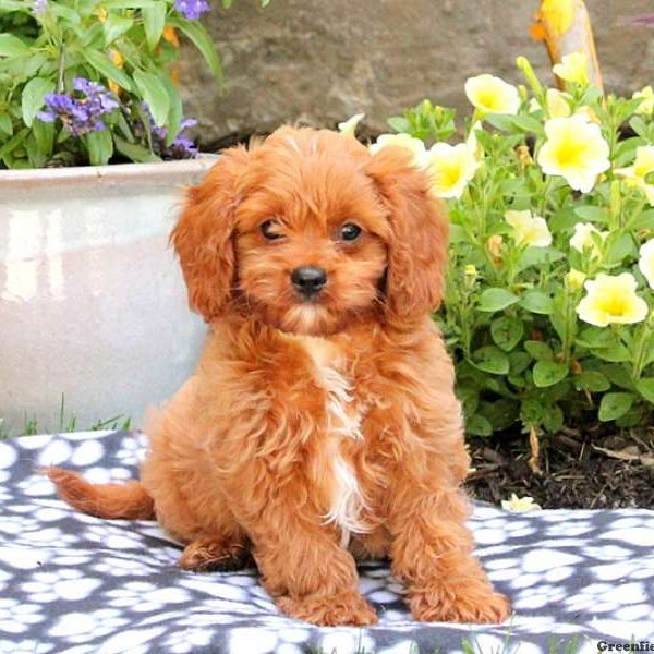 Jaden, Cavapoo Puppy