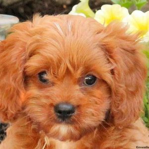 Jaden, Cavapoo Puppy