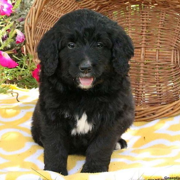 Jake, Bernedoodle Puppy