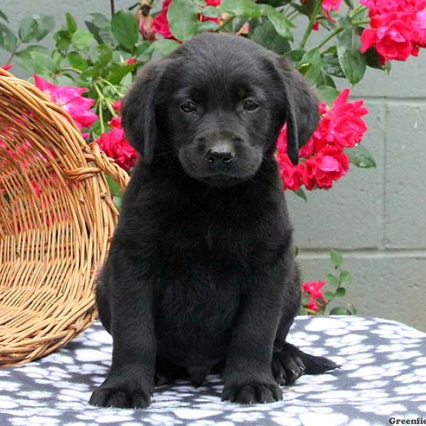 Jake, Golden Labrador Puppy