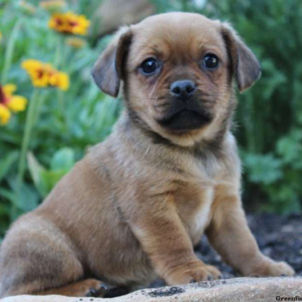 Jake, Jug Puppy