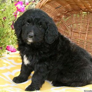 Jake, Bernedoodle Puppy