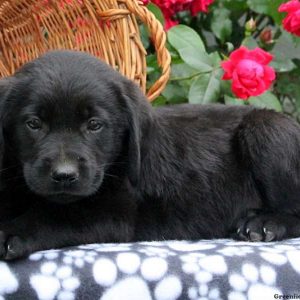 Jake, Golden Labrador Puppy