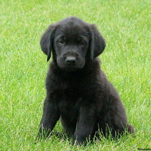 James, Golden Labrador Puppy