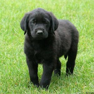 James, Golden Labrador Puppy