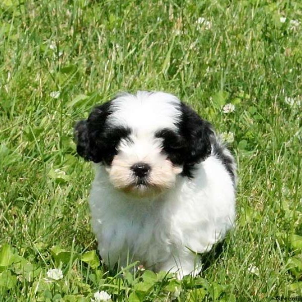 Janae, Shih-Poo Puppy