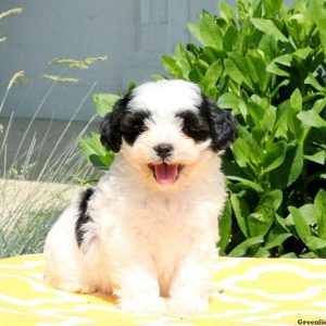 Janae, Shih-Poo Puppy