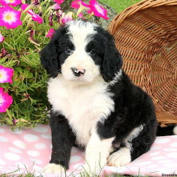 Janson, Bernedoodle Puppy