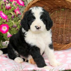 Janson, Bernedoodle Puppy