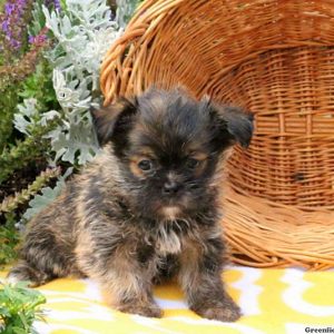 Jared Ray, Shorkie Puppy