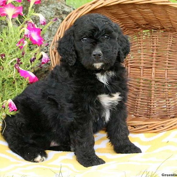 Jared, Bernedoodle Puppy