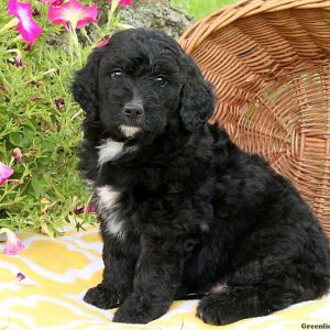 Jared, Bernedoodle Puppy