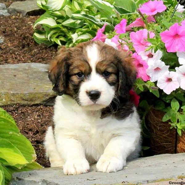 Jaron, English Springer Spaniel Mix Puppy