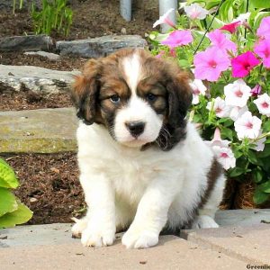 Jaron, English Springer Spaniel Mix Puppy