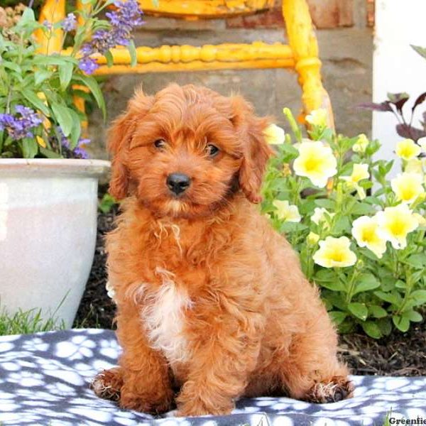 Jarron, Cavapoo Puppy