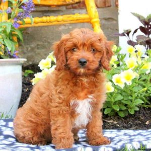 Jarron, Cavapoo Puppy