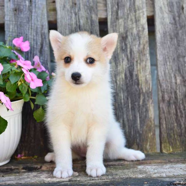 Jasmine, Pomsky Puppy