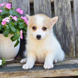 Jasmine, Pomsky Puppy