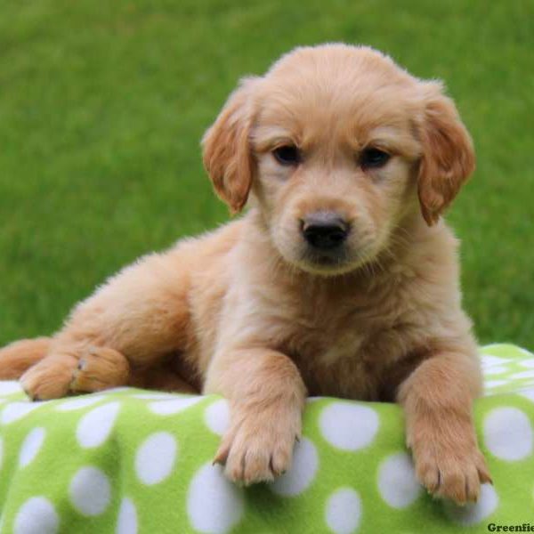 Jason, Golden Retriever Puppy