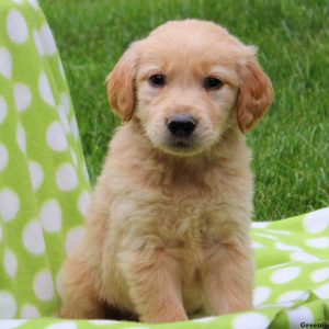 Jason, Golden Retriever Puppy