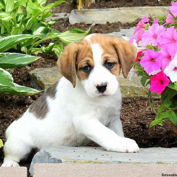 Jasper, English Springer Spaniel Mix Puppy