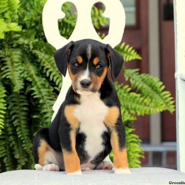 Jasper, Cavalier King Charles Mix Puppy