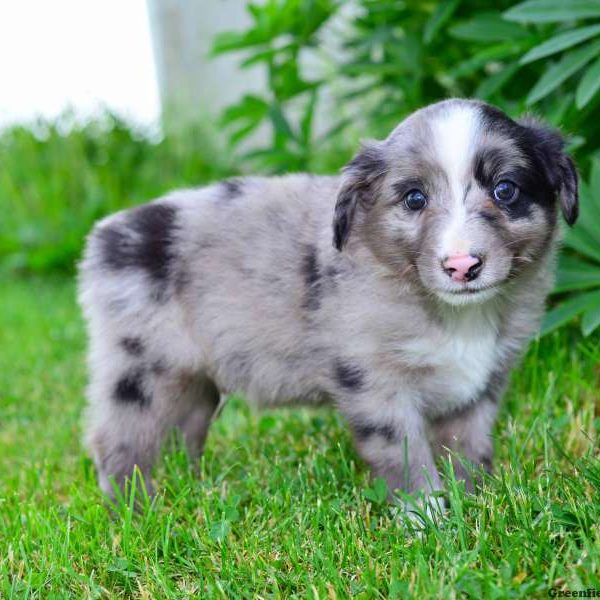 Jasper, Australian Shepherd-Miniature Puppy