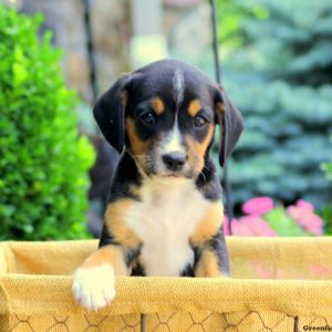 Jasper, Cavalier King Charles Mix Puppy