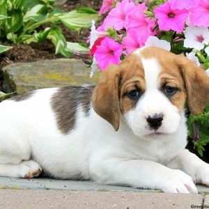 Jasper, English Springer Spaniel Mix Puppy