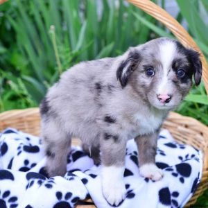 Jasper, Australian Shepherd-Miniature Puppy