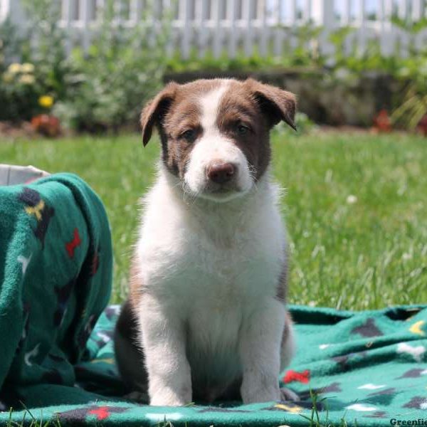 Javier, Border Collie Puppy