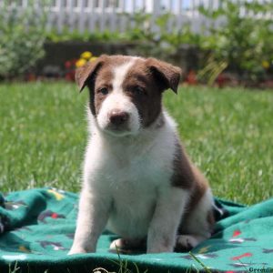 Javier, Border Collie Puppy