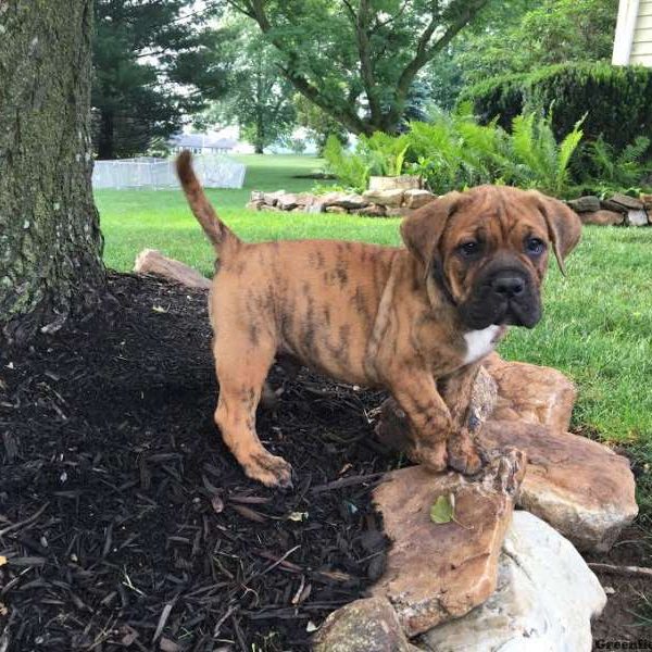 Jaxson, English Bulldog Mix Puppy