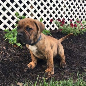 Jaxson, English Bulldog Mix Puppy