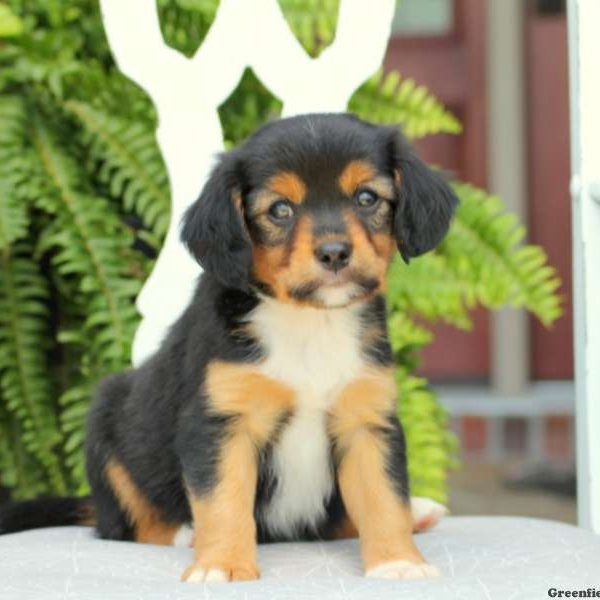 Jay, Cavalier King Charles Mix Puppy