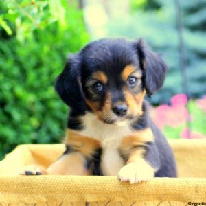 Jay, Cavalier King Charles Mix Puppy