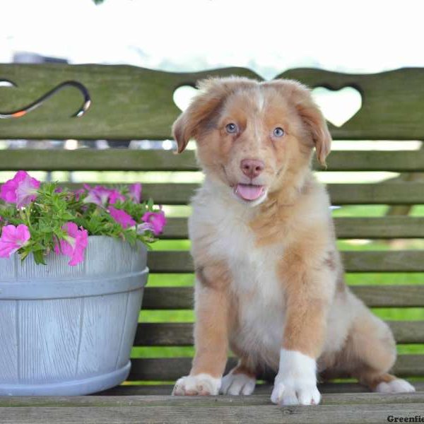 Jaylen, Australian Shepherd Puppy