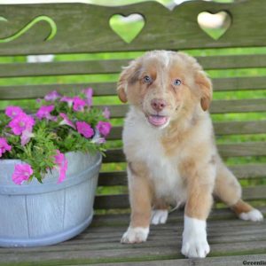 Jaylen, Australian Shepherd Puppy