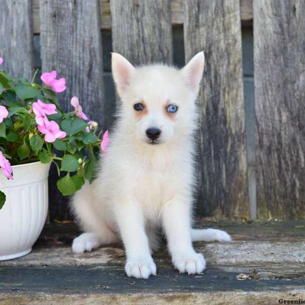 Jeanie, Pomsky Puppy