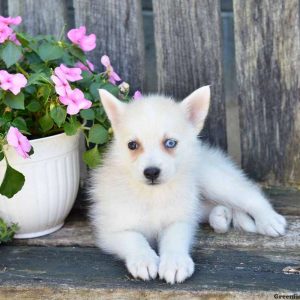 Jeanie, Pomsky Puppy